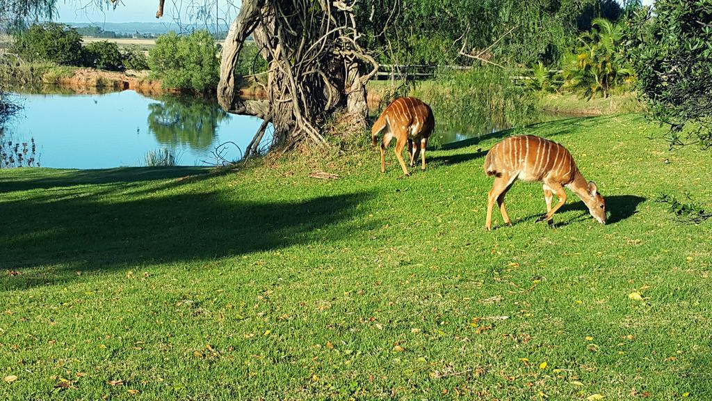 Plettenberg Bay Game Reserve: The Baroness Safari Lodge Exterior foto