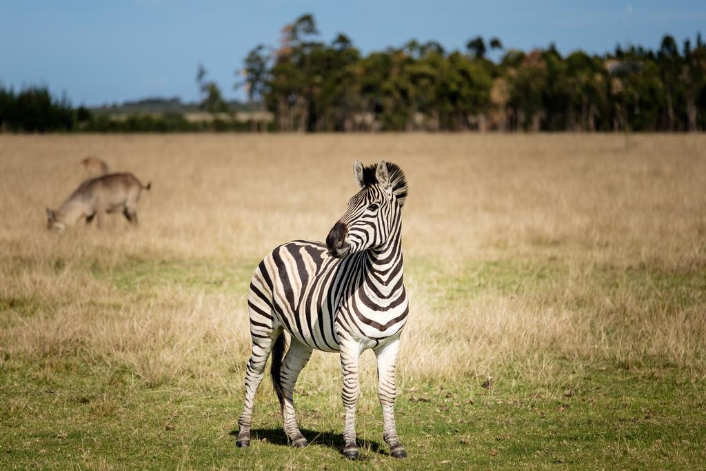 Plettenberg Bay Game Reserve: The Baroness Safari Lodge Exterior foto