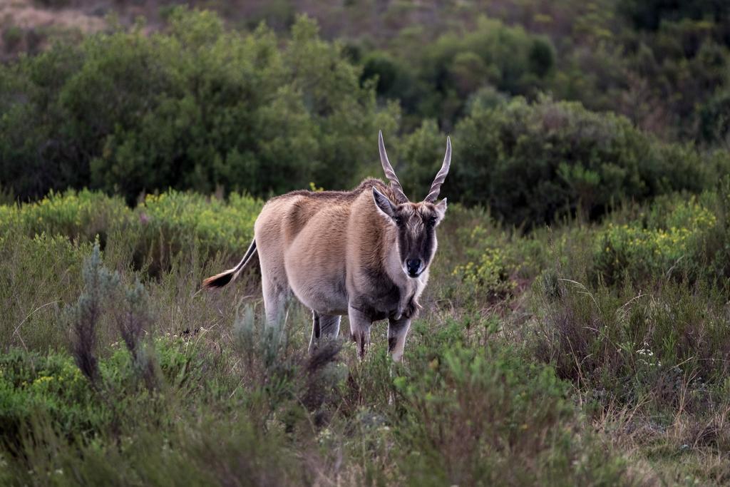 Plettenberg Bay Game Reserve: The Baroness Safari Lodge Exterior foto