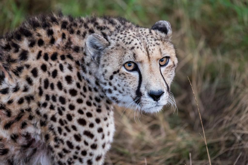 Plettenberg Bay Game Reserve: The Baroness Safari Lodge Exterior foto